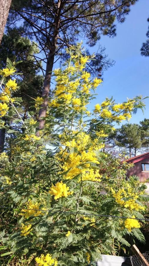 Le Relais De La Praya Bed & Breakfast Lege-Cap-Ferret Luaran gambar